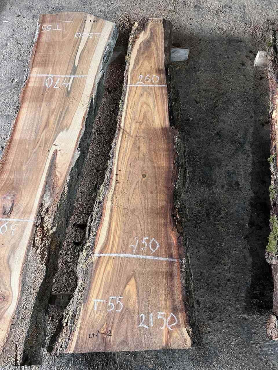 Карагач 9552 1 Карагач 9552