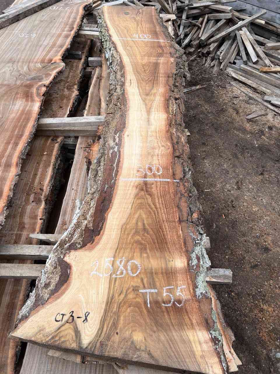 Карагач №9568 1 Карагач №9568