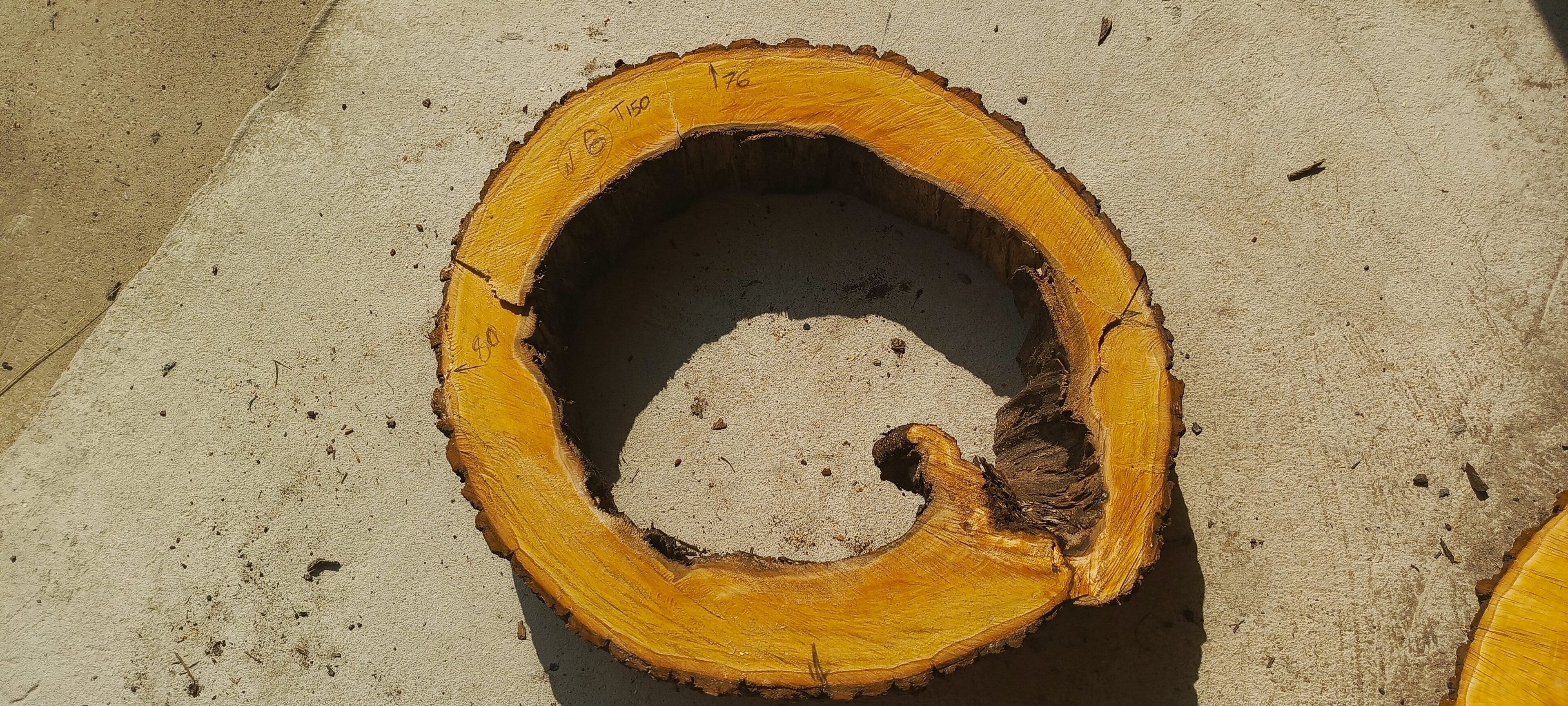 Спил Липы Третьякова 114846 1 Спил Липы Третьякова 114846