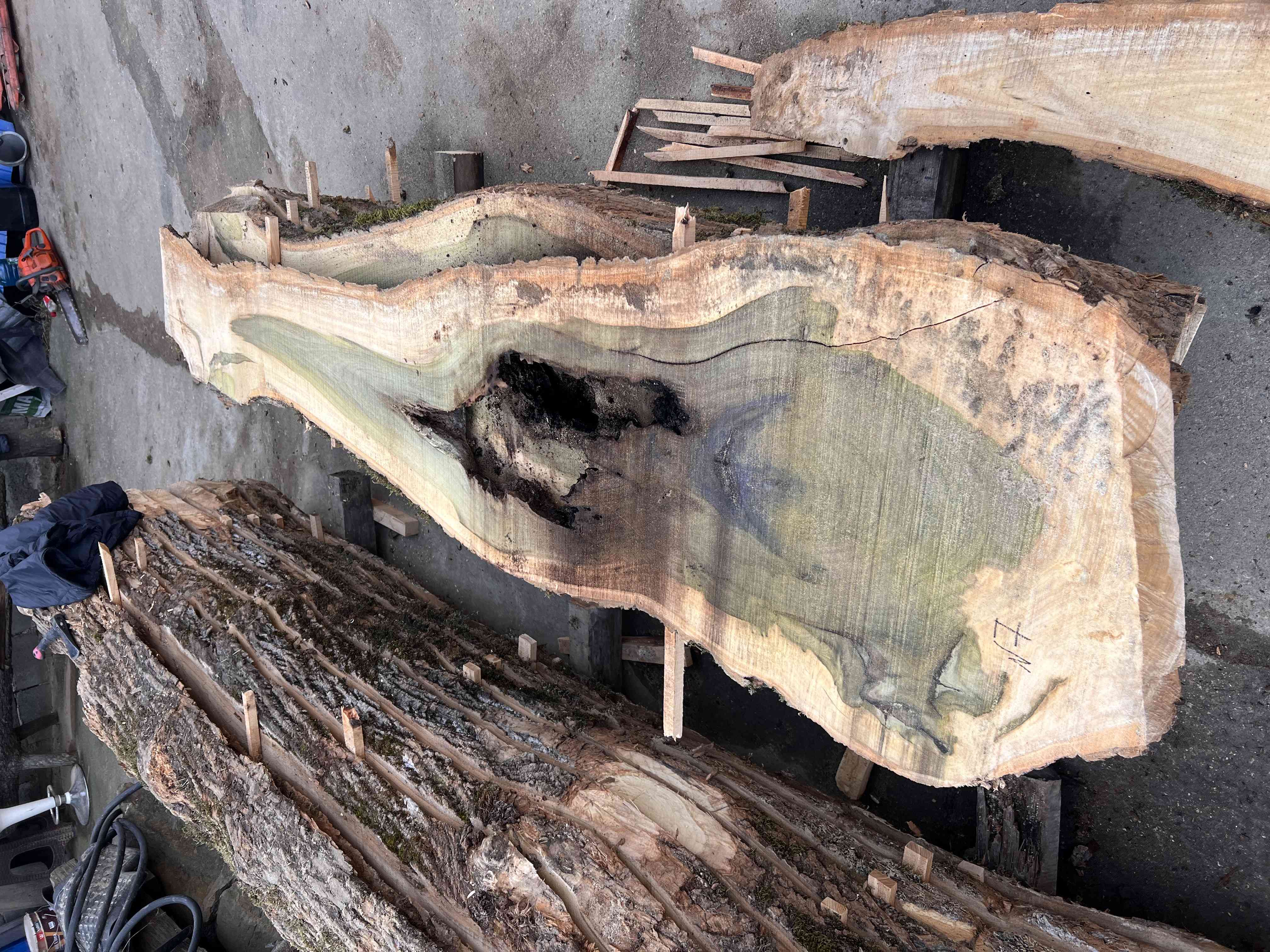 Магнолия-Тюльпановое дерево (Liriodendron tulipifera) - Whitewood, american, - Магнолия 6667 1 Магнолия-Тюльпановое дерево (Liriodendron tulipifera) - Whitewood, american, - Магнолия 6667