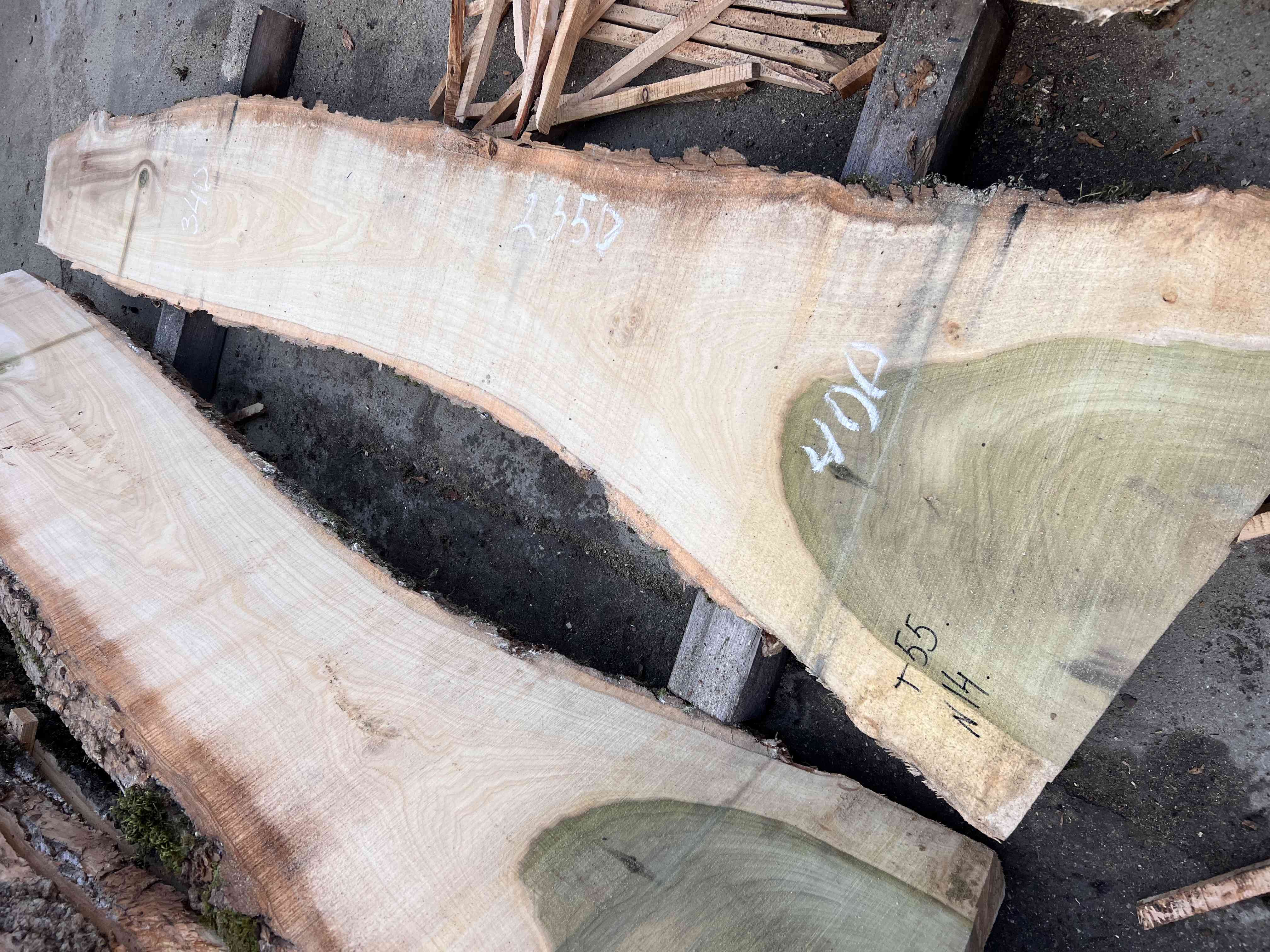 Магнолия-Тюльпановое дерево (Liriodendron tulipifera) - Whitewood, american, - Магнолия 6674 1 Магнолия-Тюльпановое дерево (Liriodendron tulipifera) - Whitewood, american, - Магнолия 6674