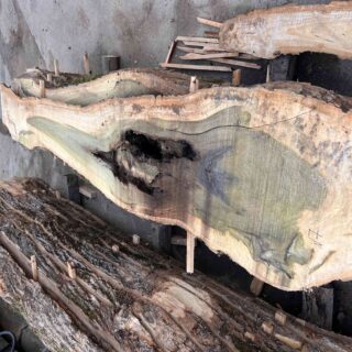 Магнолия-Тюльпановое дерево (Liriodendron tulipifera) - Whitewood, american,  - Магнолия  6667