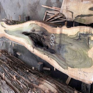 Магнолия-Тюльпановое дерево (Liriodendron tulipifera) - Whitewood, american,  - Магнолия  6668