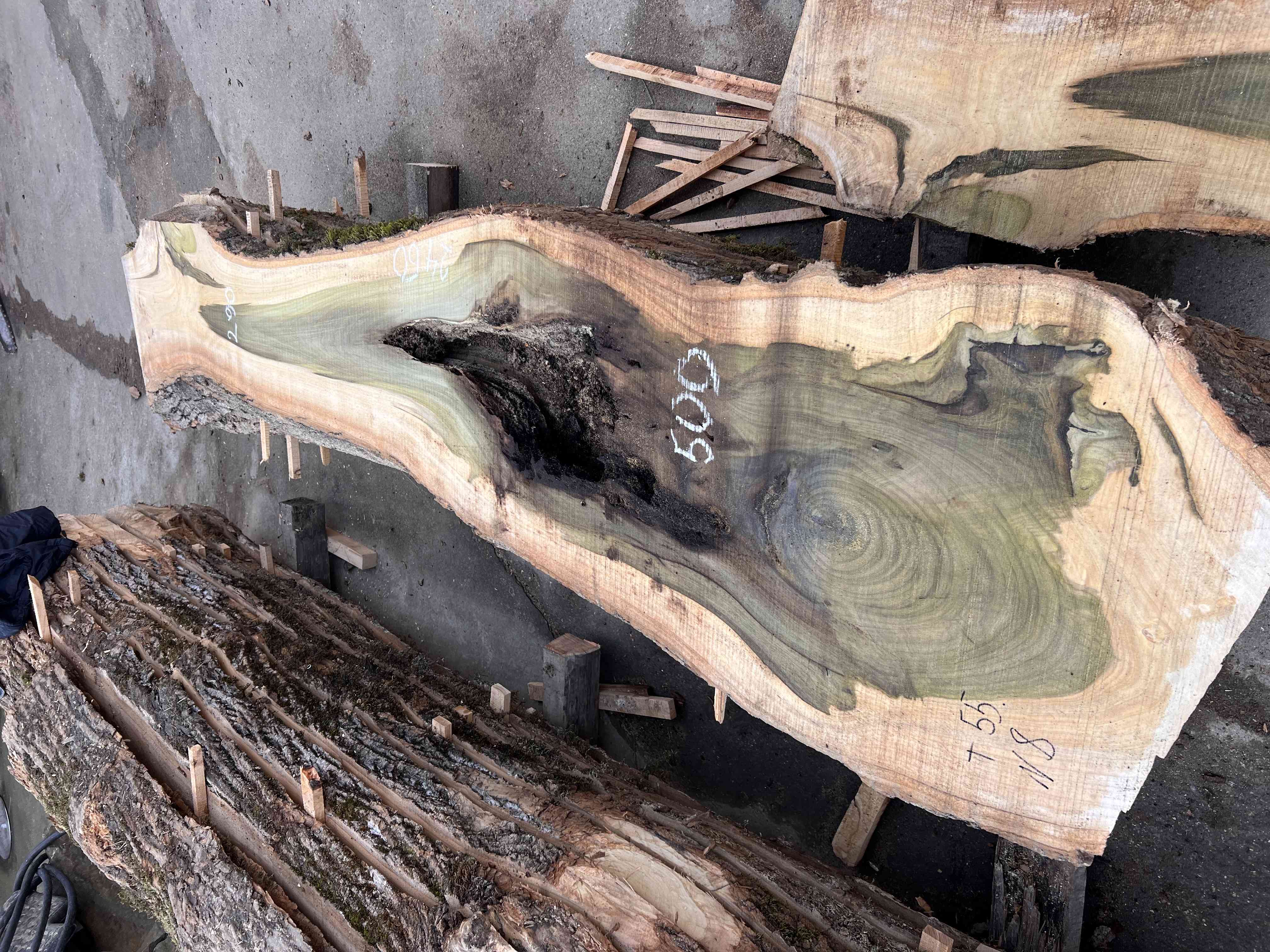 Магнолия-Тюльпановое дерево (Liriodendron tulipifera) - Whitewood, american, - Магнолия 6668 1 Магнолия-Тюльпановое дерево (Liriodendron tulipifera) - Whitewood, american, - Магнолия 6668