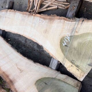 Магнолия-Тюльпановое дерево (Liriodendron tulipifera) - Whitewood, american,  - Магнолия  6674