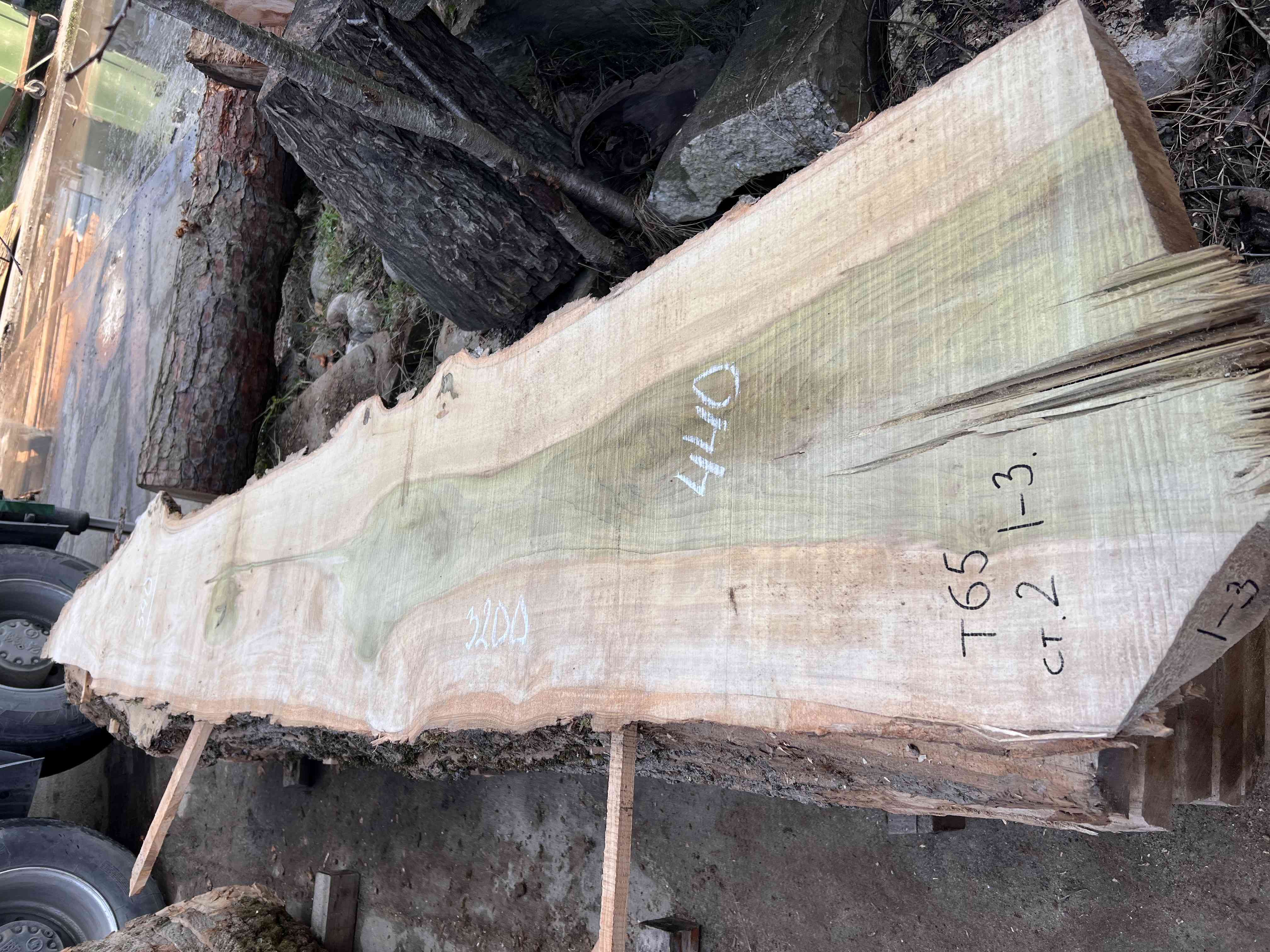 Магнолия-Тюльпановое дерево (Liriodendron tulipifera) - Whitewood, american, - Магнолия 6683 1 Магнолия-Тюльпановое дерево (Liriodendron tulipifera) - Whitewood, american, - Магнолия 6683