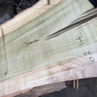 Магнолия-Тюльпановое дерево (Liriodendron tulipifera) - Whitewood, american,  - Магнолия  6684