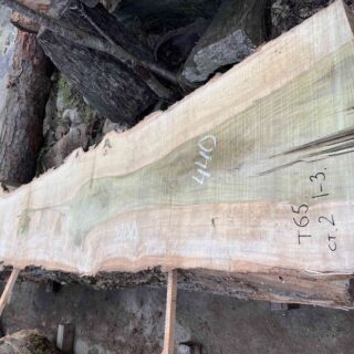 Магнолия-Тюльпановое дерево (Liriodendron tulipifera) - Whitewood, american, - Магнолия 6683