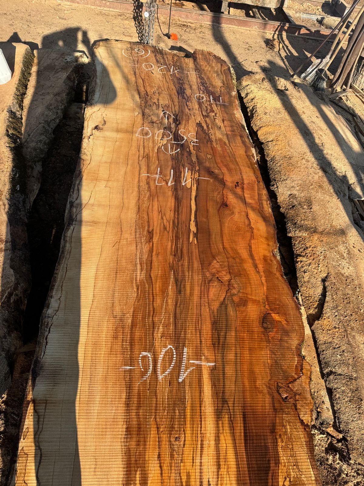 Чинар горный 3500 116506` 1 Чинар горный 3500 116506`