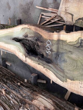 Магнолия-Тюльпановое дерево (Liriodendron tulipifera) - Whitewood, american, - Магнолия 6668