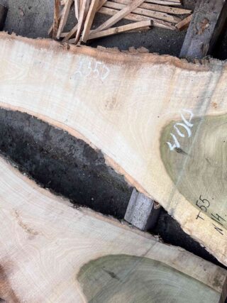 Магнолия-Тюльпановое дерево (Liriodendron tulipifera) - Whitewood, american, - Магнолия 6674