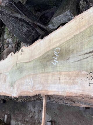 Магнолия-Тюльпановое дерево (Liriodendron tulipifera) - Whitewood, american, - Магнолия 6683