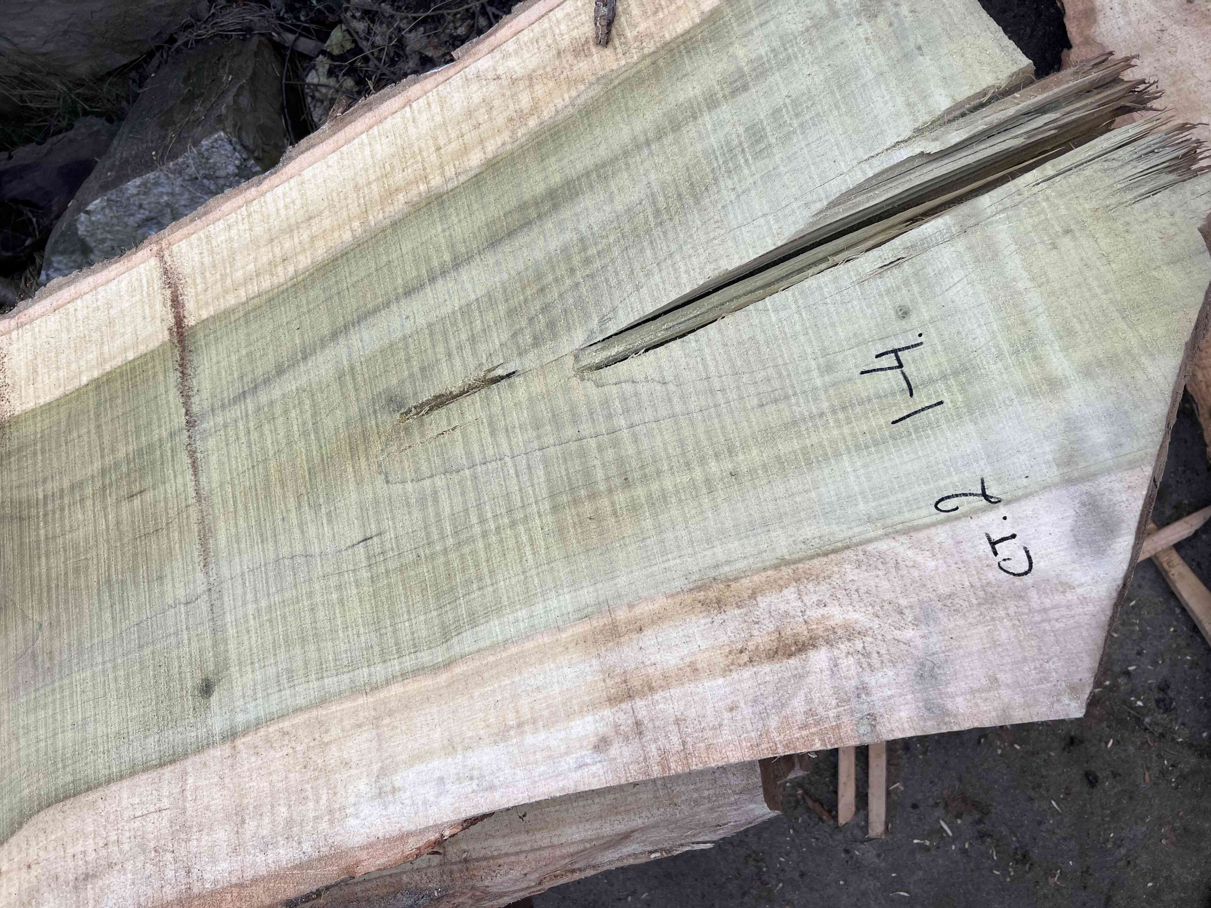 Магнолия-Тюльпановое дерево (Liriodendron tulipifera) - Whitewood, american, - Магнолия 6684 1 Магнолия-Тюльпановое дерево (Liriodendron tulipifera) - Whitewood, american, - Магнолия 6684